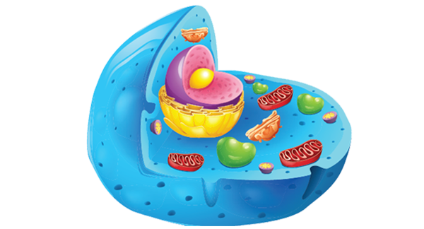 Signal Transduction and Targeted Therapy